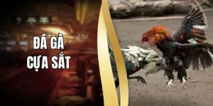 Đá Gà Cựa Sắt Là Gì? Tìm Hiểu Quy Định Của Một Trận Đấu