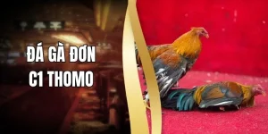 Đá Gà Đơn C1 Thomo - Theo Dõi Trận Đấu Dễ Dàng Mỗi Ngày
