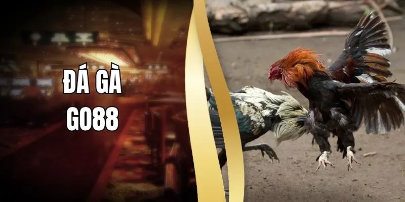 Đá Gà GO88 Kịch Tính Với Trải Nghiệm Đối Kháng Đỉnh Cao
