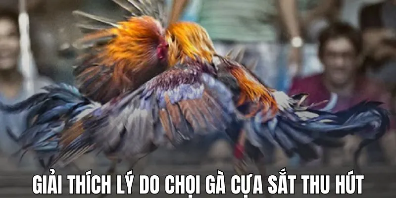 Giải thích lý do chọi gà cựa sắt thu hút