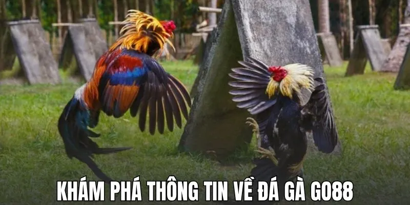 Khám phá thông tin về đá gà GO88
