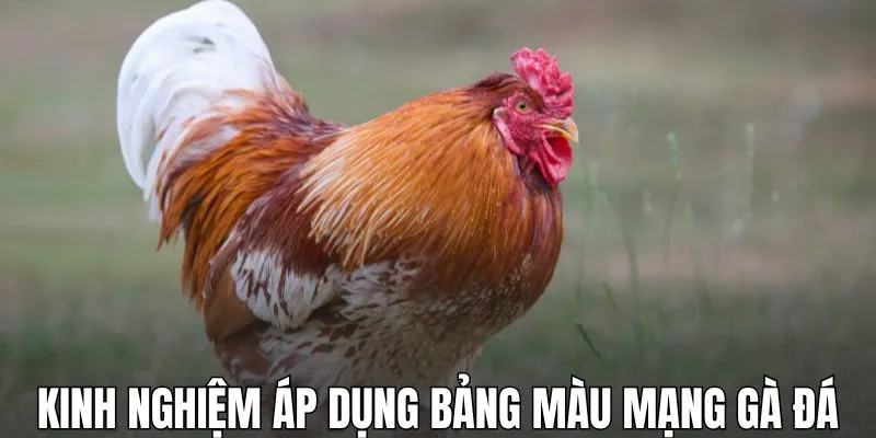 Kinh nghiệm áp dụng bảng màu mạng gà đá theo ngày