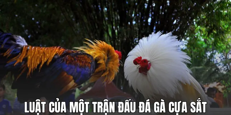 Luật của một trận đấu đá gà cựa sắt