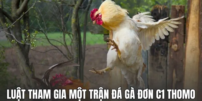 Luật tham gia một trận đá gà đơn C1 Thomo