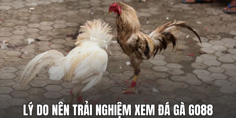 Lý do nên trải nghiệm xem đá gà GO88
