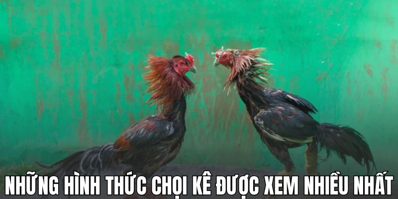 Những hình thức chọi kê được xem nhiều nhất tại đá gà GO88