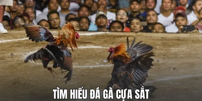 Tìm hiểu đá gà cựa sắt