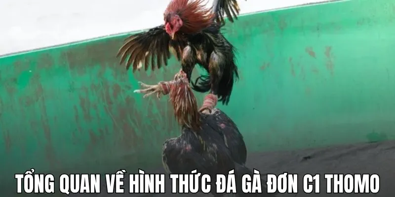 Tổng quan chung về hình thức đá gà đơn C1 Thomo