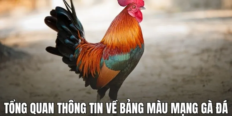 Tổng quan thông tin về bảng màu mạng gà đá